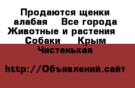 Продаются щенки алабая  - Все города Животные и растения » Собаки   . Крым,Чистенькая